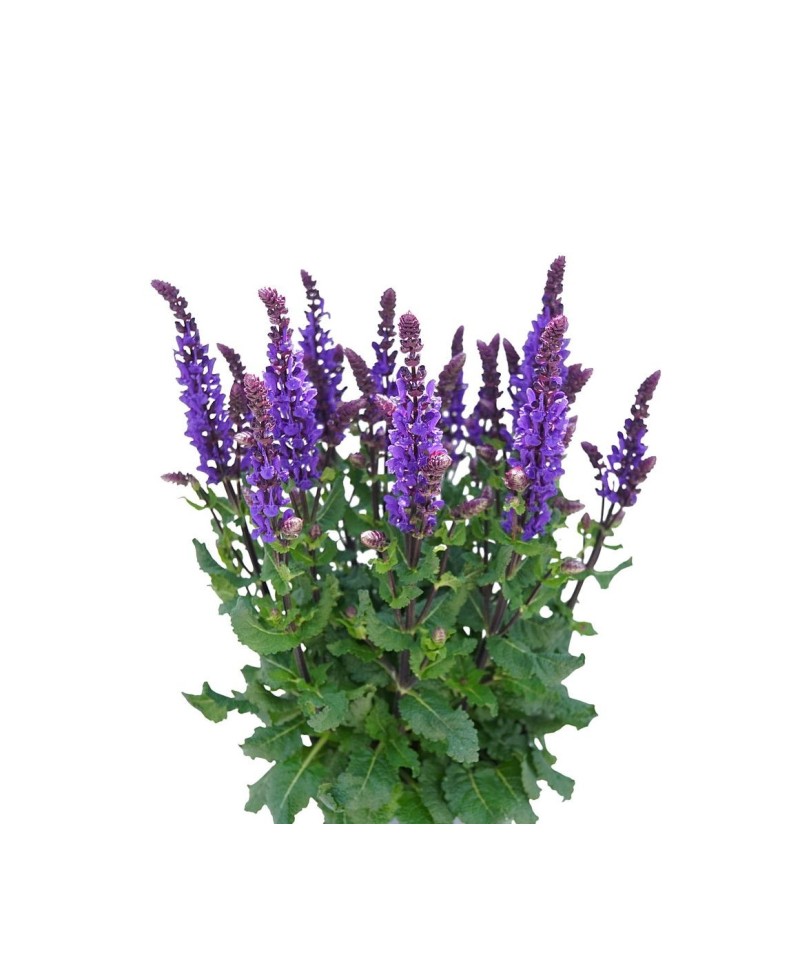 Szałwia omszona 'Great Grape' Salvia nemorosa