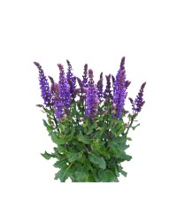 Szałwia omszona 'Great Grape' Salvia nemorosa