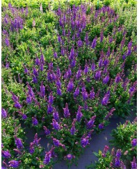 Szałwia omszona 'Great Grape' Salvia nemorosa