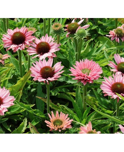 kopia Jeżówka ‘Sunseekers Salmon’ Echinacea