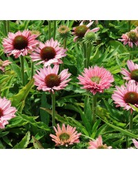 kopia Jeżówka ‘Sunseekers Salmon’ Echinacea