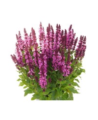 Szałwia omszona 'Noble Princess' Salvia nemorosa