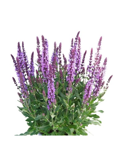 Szałwia omszona 'Salute Lavender' Salvia nemorosa