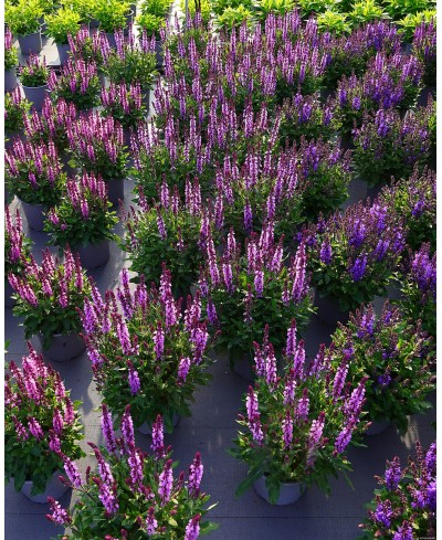 Szałwia omszona 'Salute Lavender' Salvia nemorosa