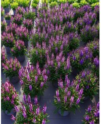 Szałwia omszona 'Salute Lavender' Salvia nemorosa
