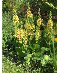 Dziewanna 'Dark Eyes' Verbascum