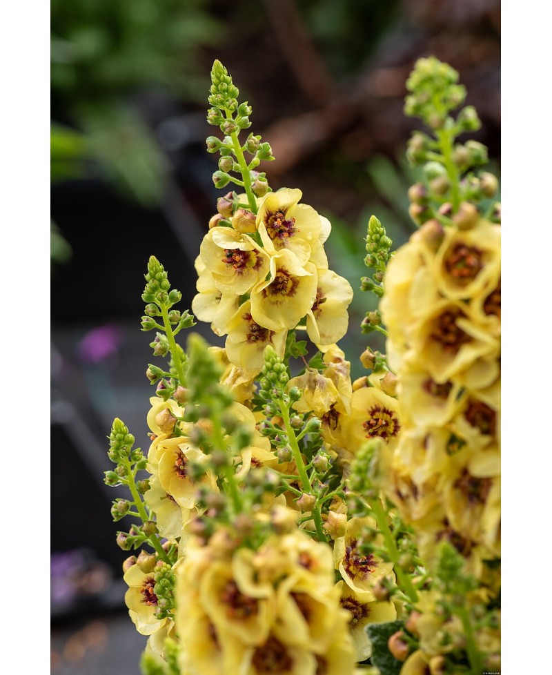 Dziewanna 'Dark Eyes' Verbascum