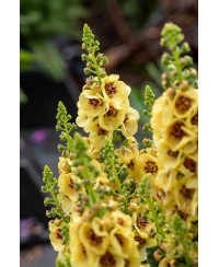 Dziewanna 'Dark Eyes' Verbascum