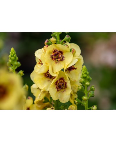 Dziewanna 'Dark Eyes' Verbascum