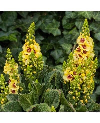 Dziewanna 'Dark Eyes' Verbascum