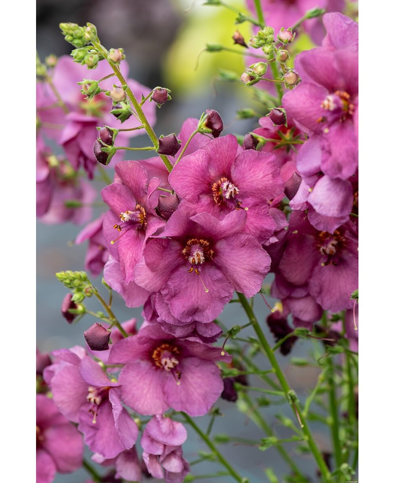 Dziewanna 'Plum Smokey' Verbascum