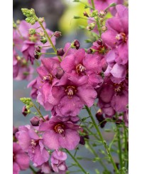 Dziewanna 'Plum Smokey' Verbascum