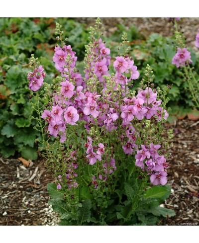Dziewanna 'Plum Smokey' Verbascum