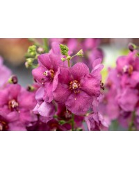 Dziewanna 'Plum Smokey' Verbascum
