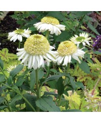 Jeżówka 'Vanilla Cupcake'  Echinacea