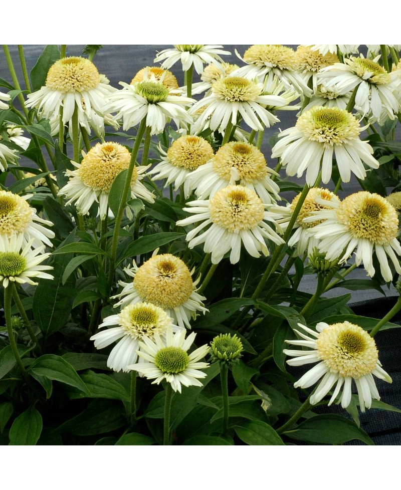 Jeżówka 'Vanilla Cupcake'  Echinacea