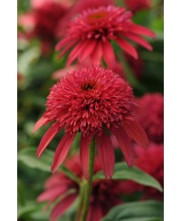 Jeżówka 'Sombrero Double Cranberry'  Echinacea