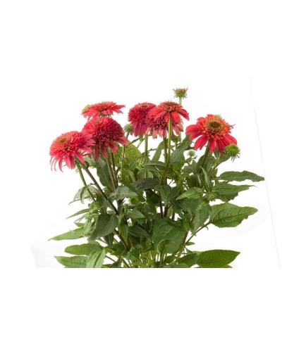 Jeżówka 'Sombrero Double Cranberry'  Echinacea