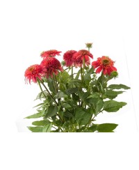 Jeżówka 'Sombrero Double Cranberry'  Echinacea