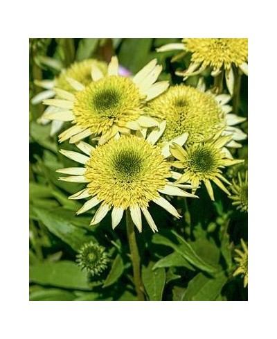 Jeżówka 'Sombrero Double Lime'  Echinacea