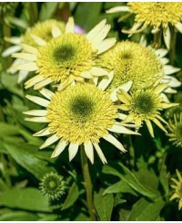 Jeżówka 'Sombrero Double Lime'  Echinacea