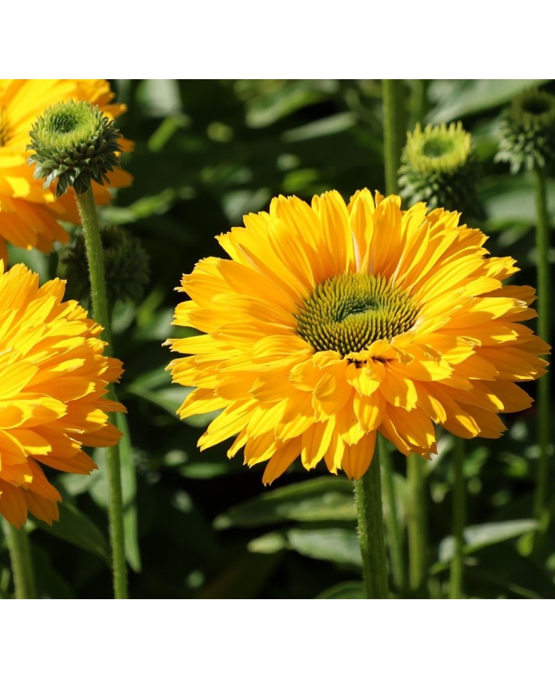 Jeżówka 'SunSeekers Golden Sun' Echinacea