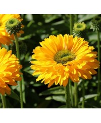 Jeżówka 'SunSeekers Golden Sun' Echinacea
