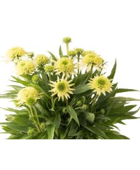 Jeżówka 'Sombrero Double Lime'  Echinacea