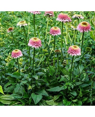 Jeżówka 'Sombrero Double Pink' – Pełna Różowa | Lavender-Byliny