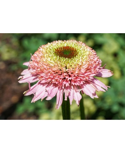 Jeżówka 'Sombrero Double Pink' – Pełna Różowa | Lavender-Byliny