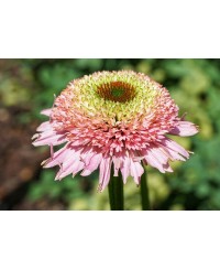 Jeżówka 'Sombrero Double Pink' – Pełna Różowa | Lavender-Byliny