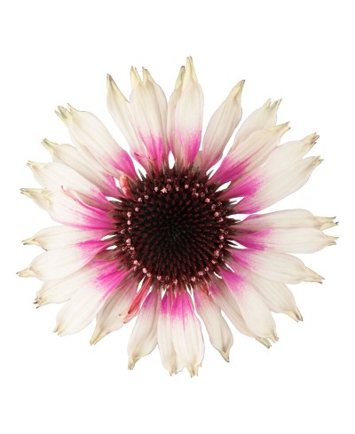 Jeżówka Sombrero Special White Purple – biała z purpurą | Lavender-Byliny.pl