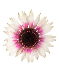 Jeżówka Sombrero Special White Purple – biała z purpurą | Lavender-Byliny.pl