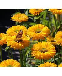 Jeżówka 'SunSeekers Golden Sun' Echinacea