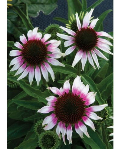 Jeżówka 'Sombrero Special White Purple'  Echinacea