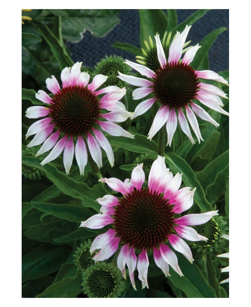Jeżówka 'Sombrero Special White Purple'  Echinacea