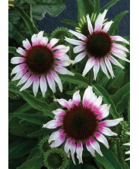 Jeżówka 'Sombrero Special White Purple'  Echinacea