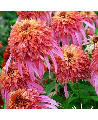 Jeżówka 'Guava Ice' Echinacea