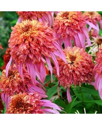 Jeżówka 'Guava Ice' Echinacea