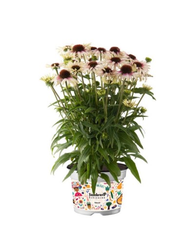 Jeżówka Sombrero Special White Purple – biała z purpurą | Lavender-Byliny.pl