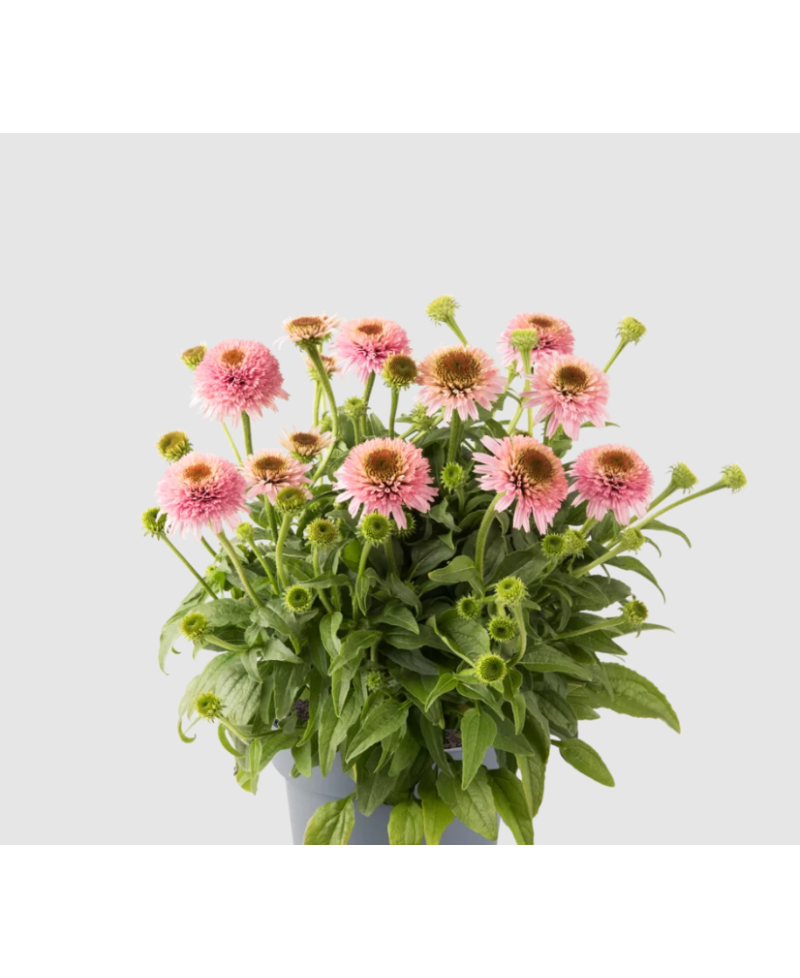 Jeżówka 'Sombrero Double Pink'  Echinacea