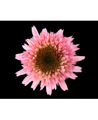 Jeżówka 'Sombrero Double Pink'  Echinacea