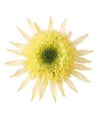 Jeżówka 'Sombrero Double Lime'  Echinacea