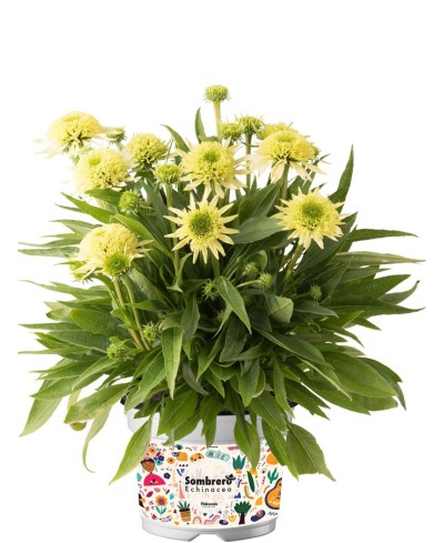 Jeżówka 'Sombrero Double Lime'  Echinacea