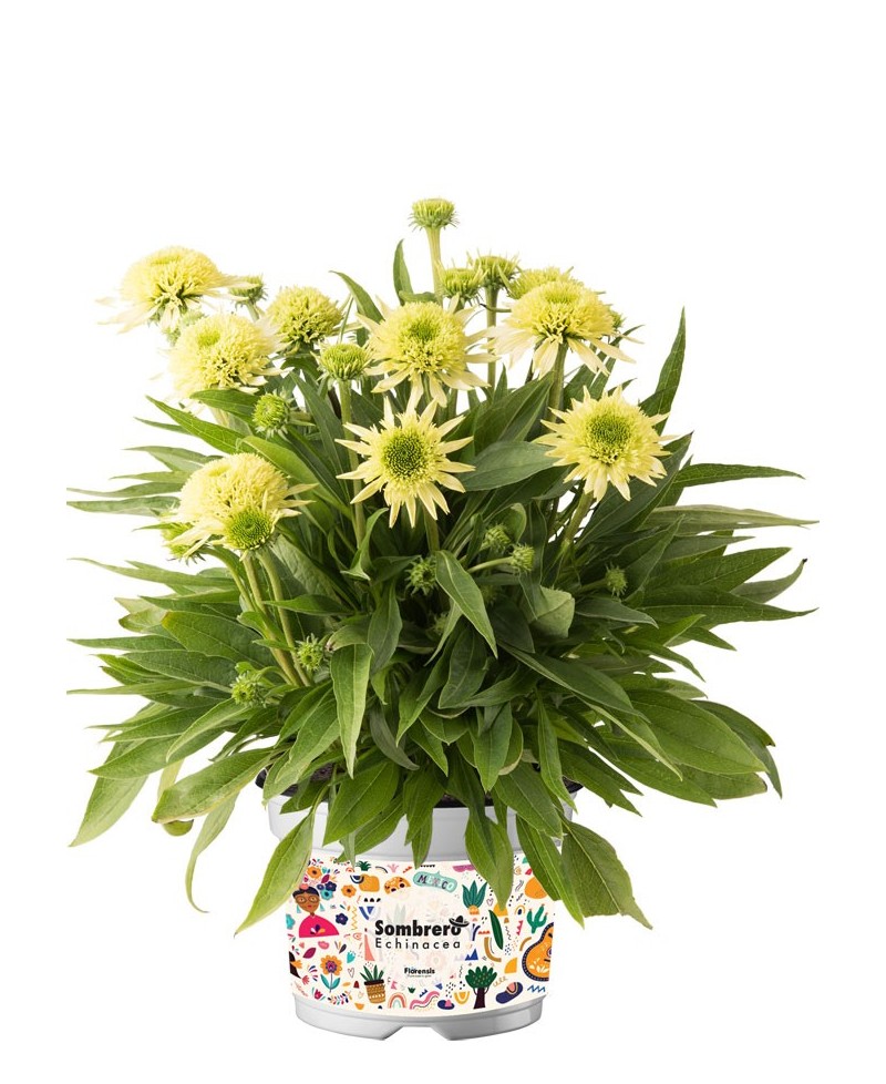 Jeżówka 'Sombrero Double Lime'  Echinacea