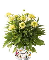 Jeżówka 'Sombrero Double Lime'  Echinacea