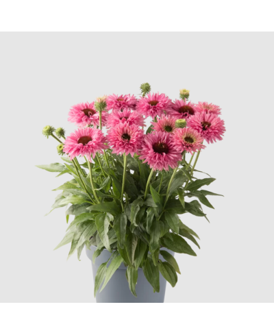 Jeżówka 'Bolero Pink' Echinacea