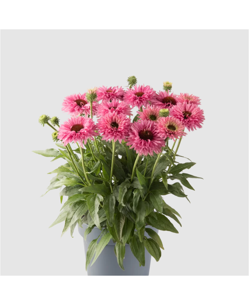Jeżówka 'Bolero Pink' Echinacea