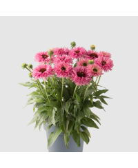 Jeżówka 'Bolero Pink' Echinacea