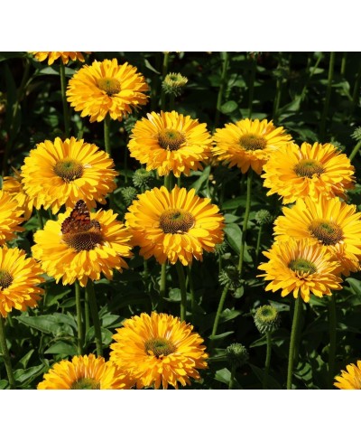 Jeżówka 'SunSeekers Golden Sun' Echinacea